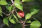 Prunus sibirica (Siberian apricot; hardy to −50 °C (−58 °F) but with less palatable fruit)