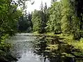 An old pond