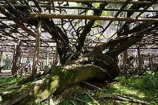 Ushijima-no-fuji&nbsp;[ja], a 1,200-year-old tree designated as a special natural monument&nbsp;[ja] by the Japanese government. The original tree of the cultivar 'Longissima Kyushaku'. Kasukabe, Saitama, Japan.