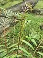 Young frond
