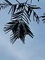 The buds/new branches at the front end of each branch are often three.