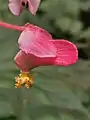Capsules have three wings, the dorsal wings are much longer than the flanks.