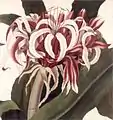 Victoria water lily