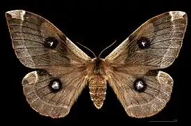 ♀