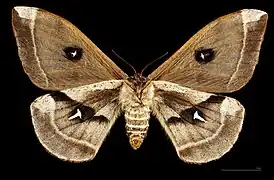 ♀ △