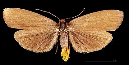 ♂