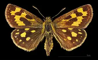 ♀