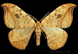 ♂