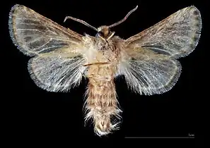 ♂  △