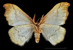 ♂ △