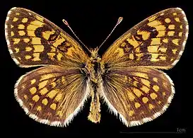 ♂