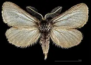♂