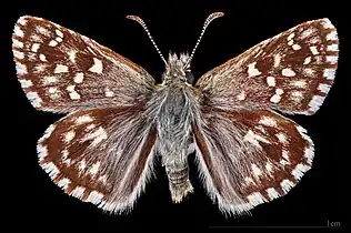 Pyrgus malvoide ♂