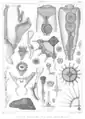 From: Louis Agassiz. Contributions to the Natural History of the United States of America, 1862.