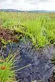 Moor pool