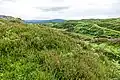 Heather covers large areas of the island