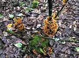 S. ostrea, a plant pathogen, grows on tree barks.