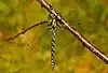 Aeshna cyanea