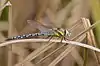 Aeshna mixta