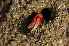 Fidler crab
