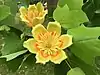 Tulip tree blossoms