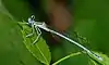 Platycnemis pennipes