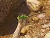 Ophiogomphus cecilia