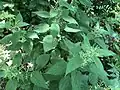 "foliage"