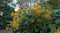 In San Diego Botanic Garden