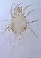 Glycyphagus domesticus male dorsum