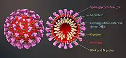 SARS-CoV-2 structure