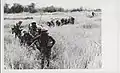 5th Marines sweep through elephant grass