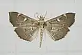 Archernis capitalis