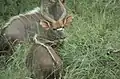 Kudu