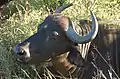 Cape Buffalo
