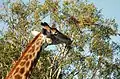 Giraffe