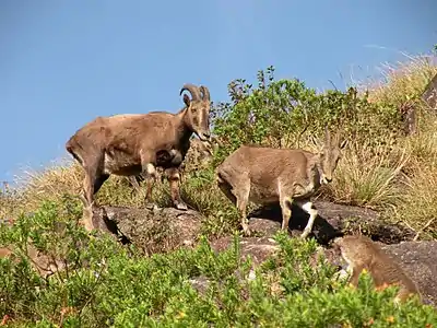 Brown bovids