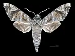Male dorsal