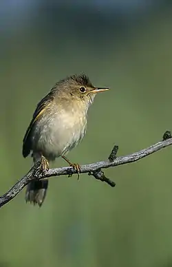 Marsh warblerAcrocephalus palustris