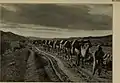 Transported with camels