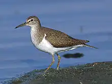 Common sandpiperActitis hypoleucos