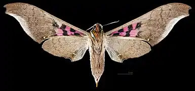 female dorsal