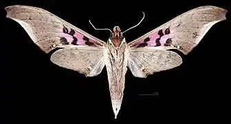 Male ventral
