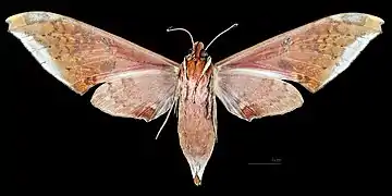 Female ventral