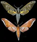 Adhemarius tigrina