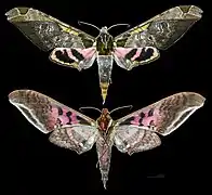 Adhemarius ypsilon
