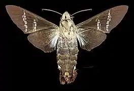 Female ventral