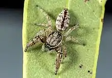 &nbsp;Afraflacilla grayorum from Kiwirrkurra Indigenous Protected Area in the Gibson Desert, Western Australia