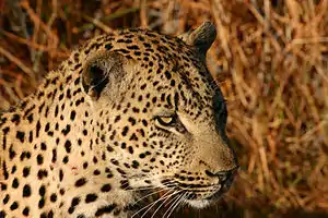 Leopard
