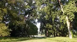 Another view of the cottonwood grove